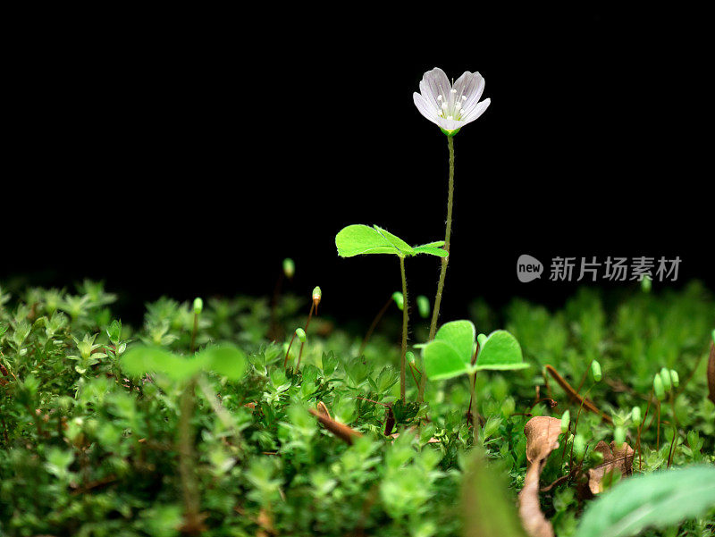 酢浆草(Oxalis acetosella)花。孤立在黑色背景上。